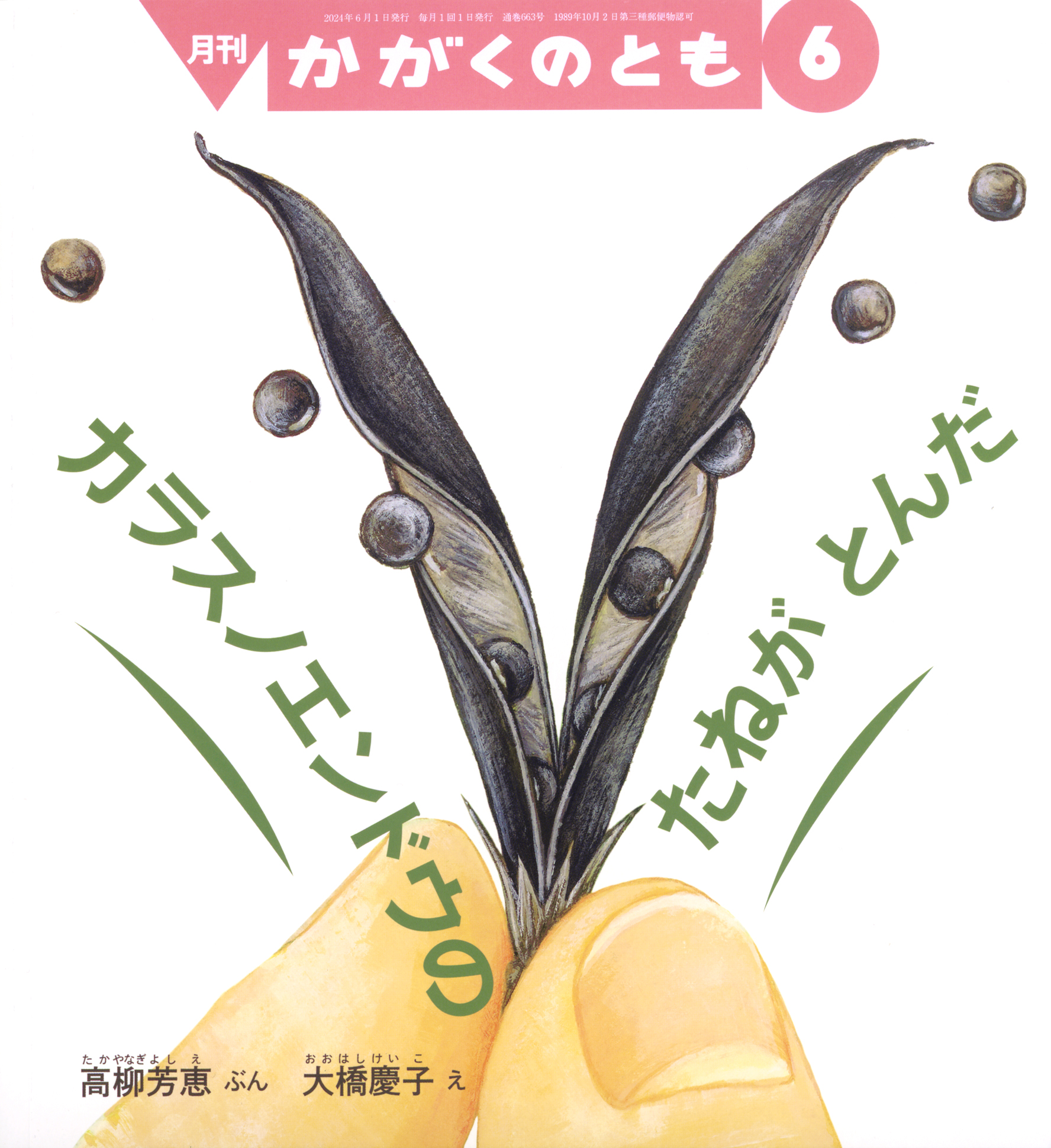 <かがくのとも>カラスノエンドウの たねが とんだ2024年06月号