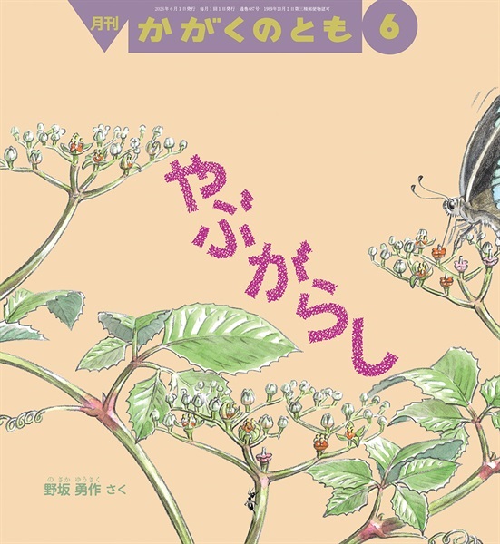 やぶがらし(かがくのとも)　2026年6月号