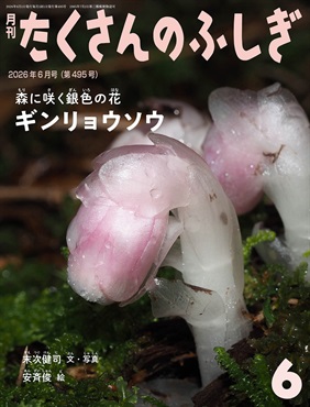 ギンリョウソウ(たくさんのふしぎ)　2026年6月号