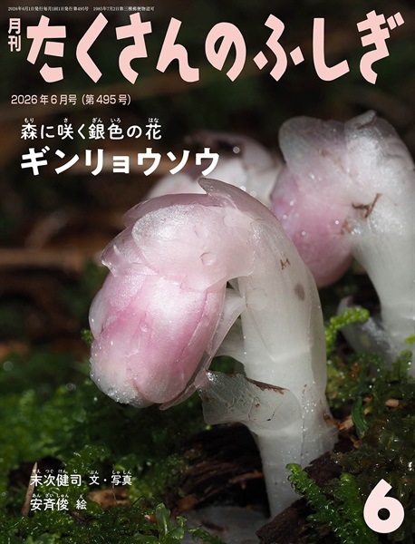ギンリョウソウ(たくさんのふしぎ)　2026年6月号